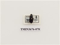 藏品(步行蟲(2))的圖片